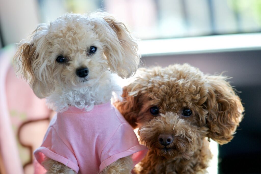 dog, toy poodle, cute-4742391.jpg